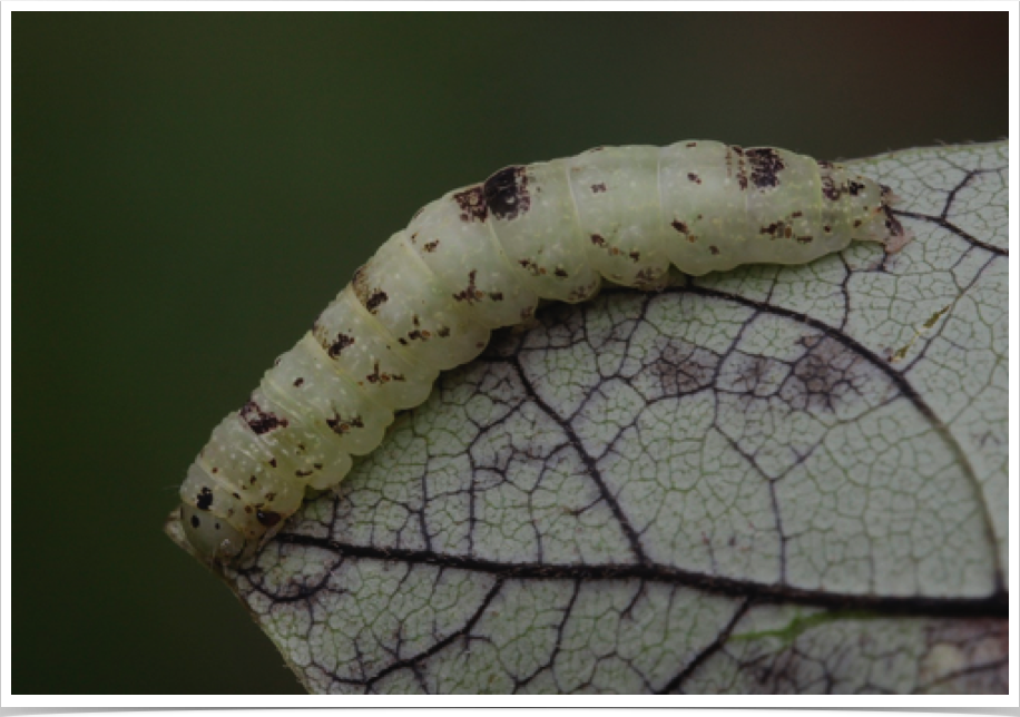 Small Necklace Moth on Persimmon
Hypsoropha hormos
Macon County, Alabama